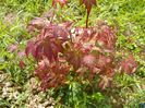 acer palmatum Asahi Zuru