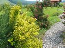 physocarpus Dart's Gold