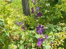 clematis Negritjanka
