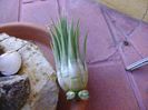 Tillandsia ionantha rubra, lastari