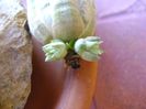 Tillandsia ionantha rubra