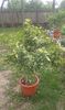 Citrus Clementina tardiv