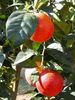 citrus-sinensis-moscato-sanguinello-21