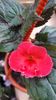 Tropical Punch