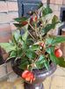 Begonia pendulata