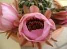 Lobivia jajoiana cv. anemone (Echinopsis marsoneri)