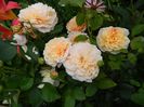 English garden