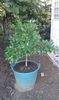 Citrus sinensis Washington navel