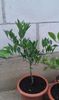 Citrus sinensis tarocco roșu
