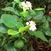 Citrus histrix