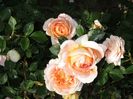 Abraham Darby