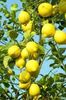 Citrus limon eureca