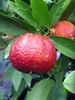 Citrus Clementina rubine