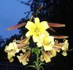 SediIMG-20180709-WA0024