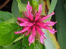 Monarda-menta indiana