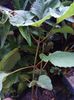 Clerodendrum bungei
