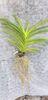 ascda kulwadee fragrance no 19