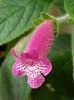 thumbnail (42) Yf,s Alva