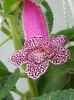 ithumbnail (11) Yf,s Lissya