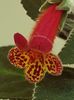 thumbnail (6) Multifolia