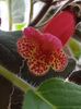 thumbnail (7) Multifolia