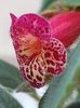 thumbnail (8) Multifolia
