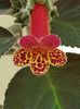 thumbnail (28) Multifolia