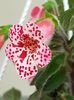 thumbnail (7) Yf,s Jill