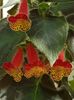 thumbnail (13) Bogotensis