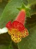 thumbnail (21) Bogotensis