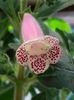 thumbnail (6) Jardin de Monet