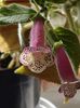 thumbnail (9) Jardin de Monet