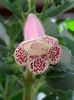 thumbnail (18) Jardin de Monet