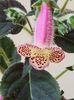 thumbnail (36) Jardin de Monet