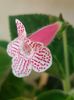thumbnail (21) Nasca