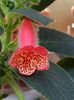thumbnail (6) Manchu