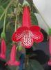 thumbnail (15) Manchu