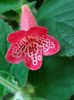 thumbnail (5) Manchu