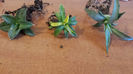 Titanota Motled , Reginae Mediopicta Super Yellow, Deserti Simplex Variegated 350 euro în Thailanda