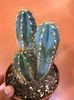pilosocereus pachycladus