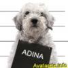 avatare_nume2_20070604_1458530936
