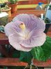 Moorea Mangy Blue