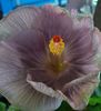 Moorea Mangy Blue