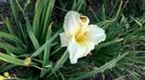 H edelweiss