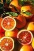 Citrus sinensis tarocco comun