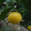 Citrus limon dulce brazilian