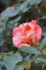 Sorbet Fruite