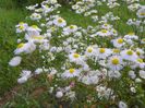 erigeron annuus