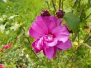 hibiscus syriacus Duc de Brabant