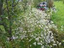 erigeron annuus